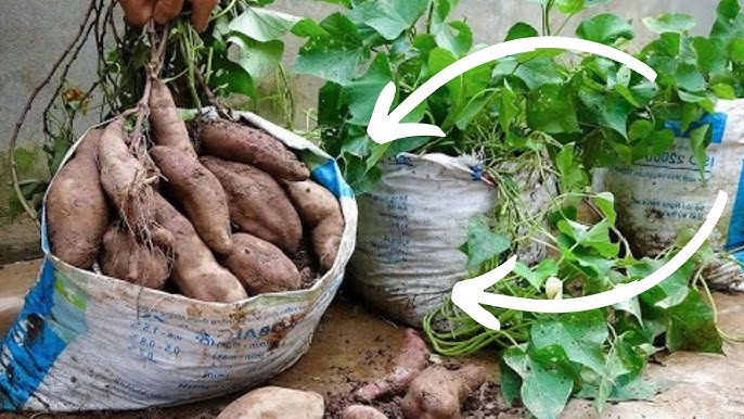 patate douce