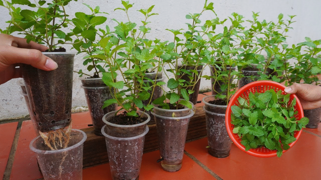 Planter la menthe