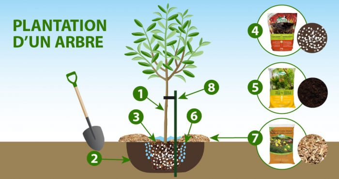 planter des arbres