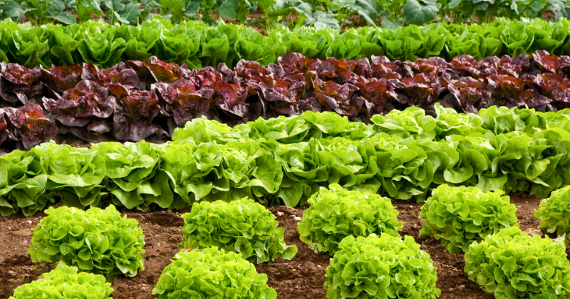 salades