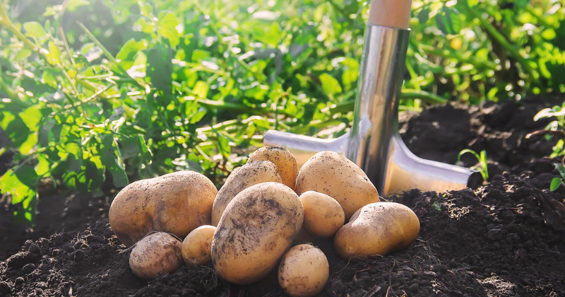 pommes de terre