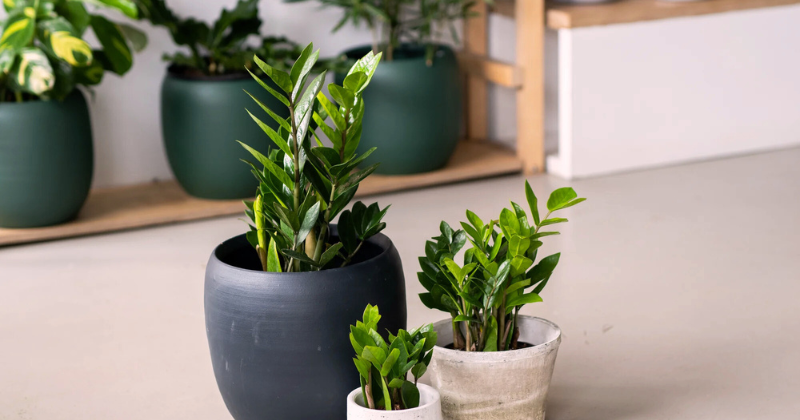 "Comment se réveille le Zamioculcas : guide complet sur son processus de régénération"