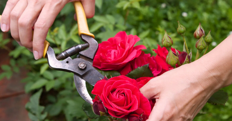 les rosiers