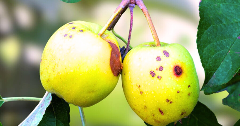 les vers des fruits