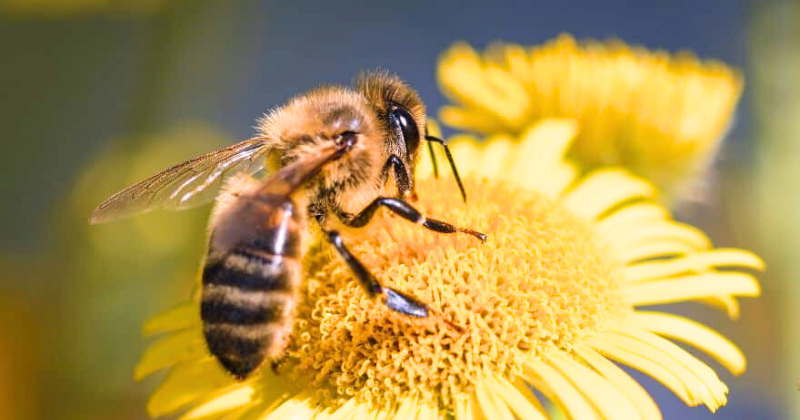 abeilles