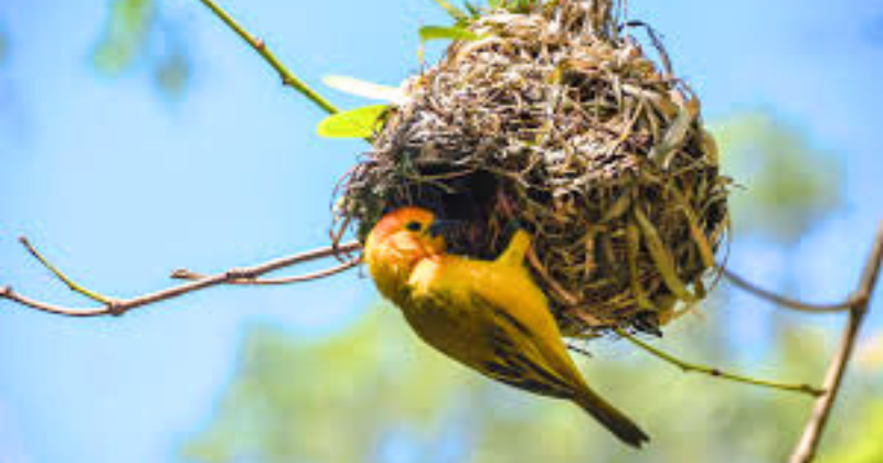 aider les oiseaux