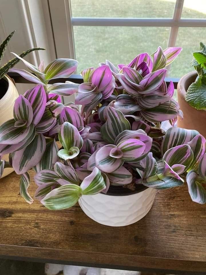 Tradescantia Nanouk