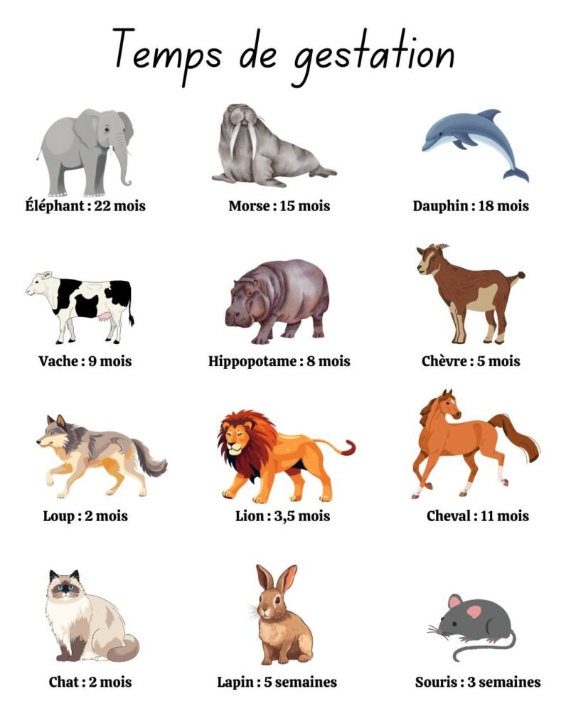 des animaux