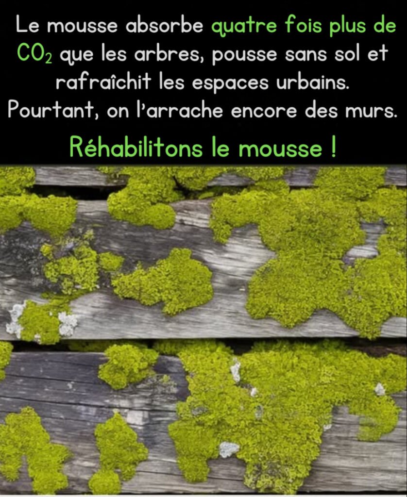 La mousse