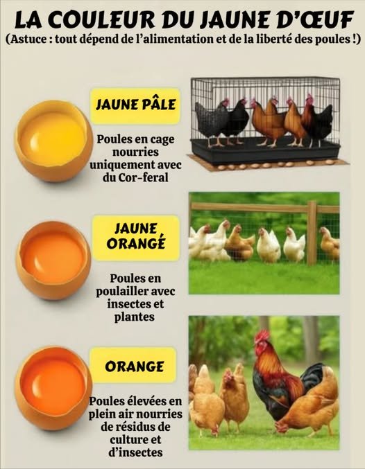 jaune d’œuf