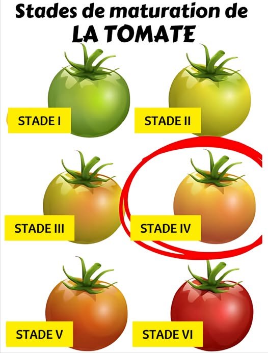 les tomates