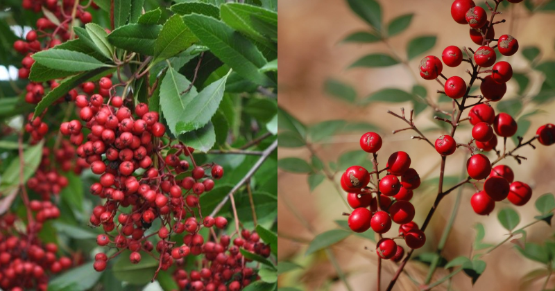 toyon