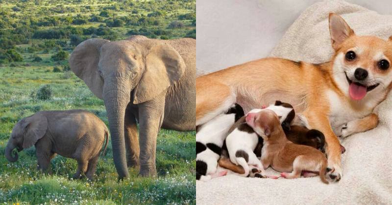 des animals