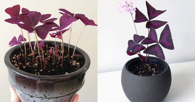 Oxalis triangularis