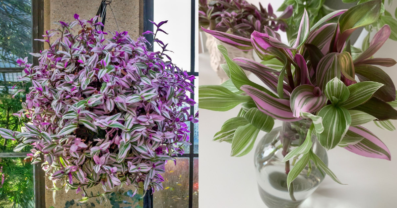 Tradescantia Nanouk