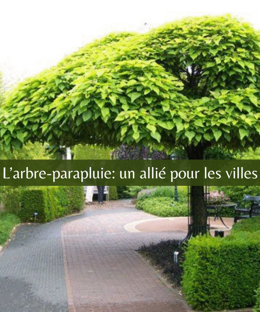 L’arbre-parapluie