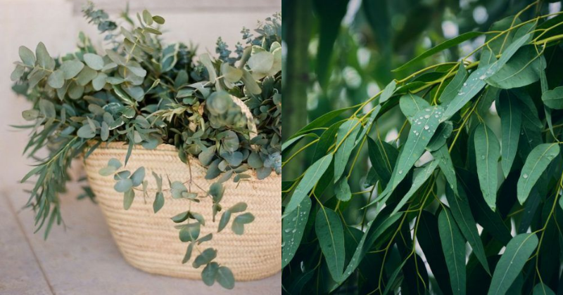 Feuilles d'eucalyptus