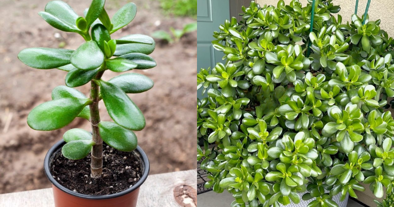 un Crassula