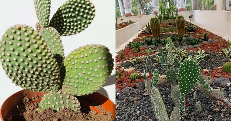 opuntia