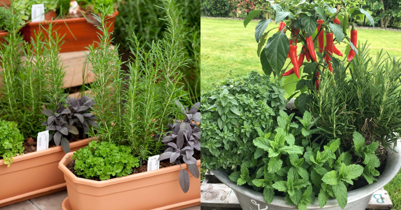 planter des plantes