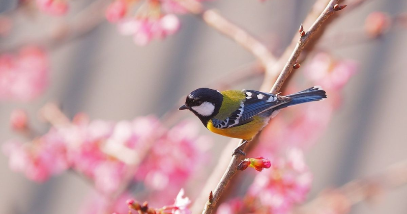 les oiseaux