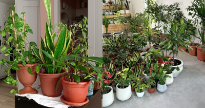 plantes