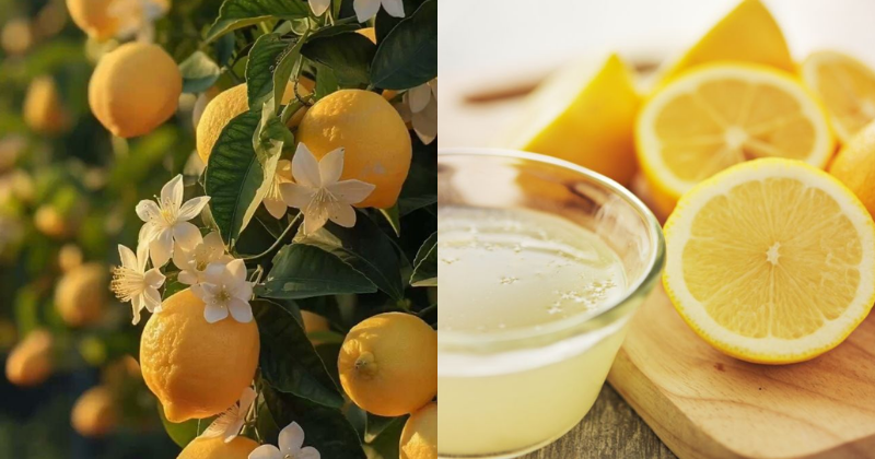 Le citron
