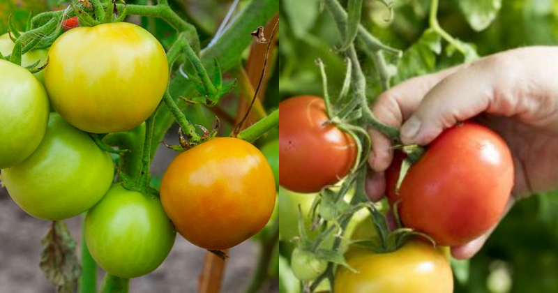les tomates