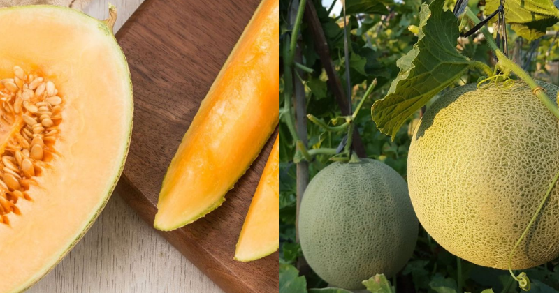 le melon