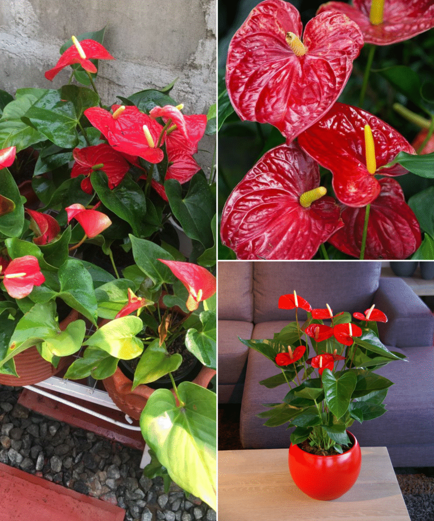 Anthurium
