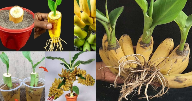 Cultiver une banane