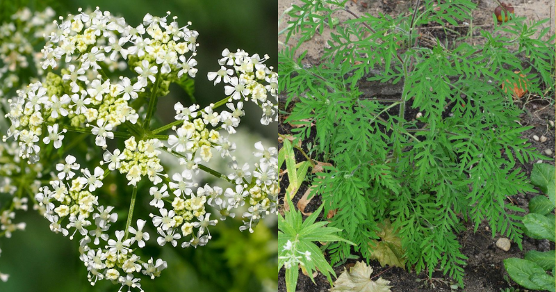Conium maculatum
