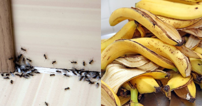 peau de banane