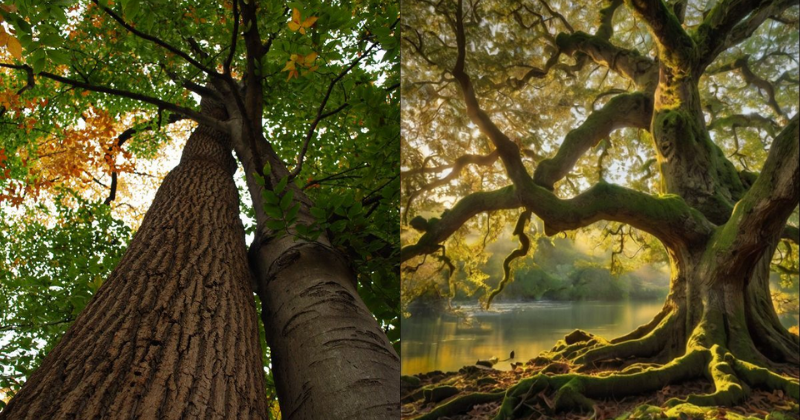 arbre